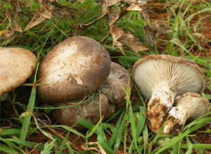 funghi-cardoncelli-2
