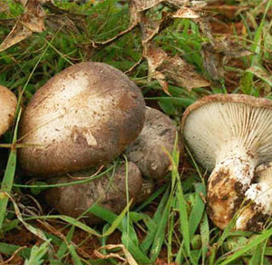 funghi-cardoncelli-2